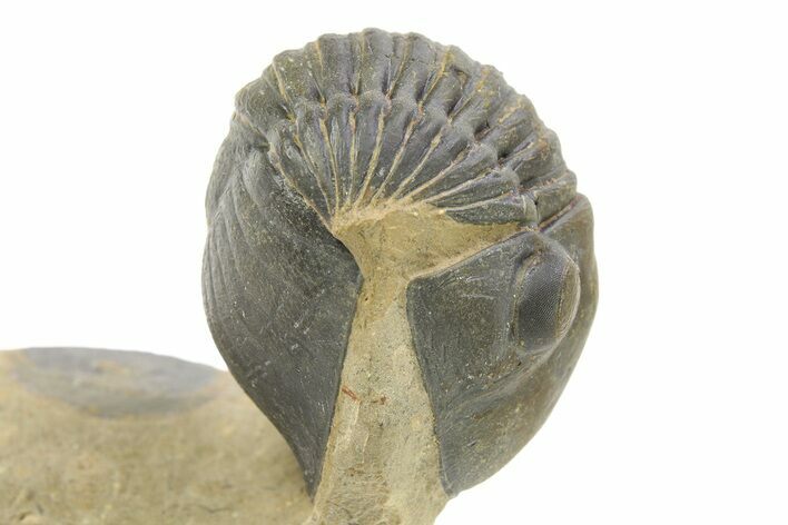 Enrolled Paralejurus Trilobite Fossil - Atchana, Morocco #283756